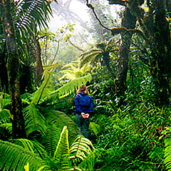 dwarf forest is at the top of the el yunque rainforest